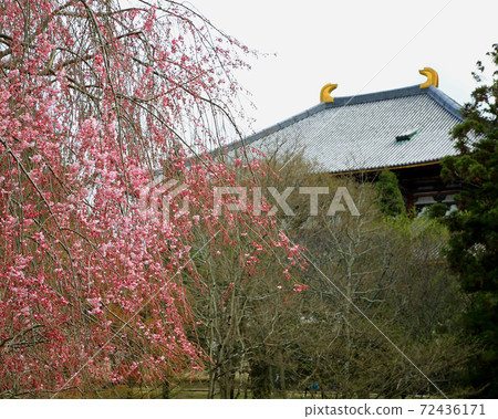 東大寺附近的櫻奈良公園 72436171