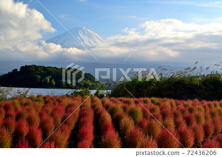 Mt. Fuji and Kochia in the fall Mt. Fuji and Kochia in the fall 72436206