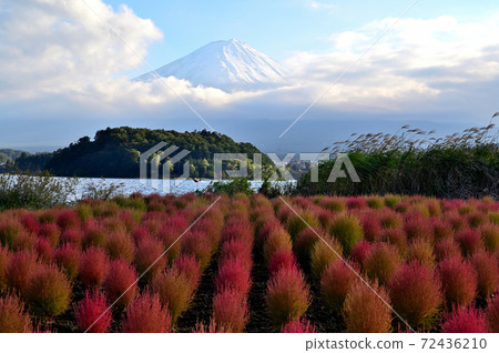 Mt. Fuji and Kochia in the fall 72436210