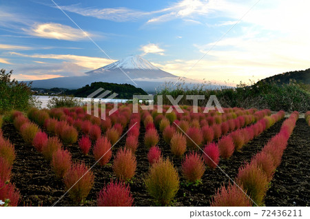 Mt. Fuji and Kochia in the fall Mt. Fuji and Kochia in the fall 72436211