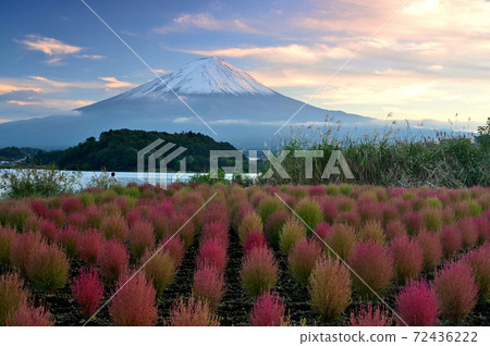 Mt. Fuji and Kochia in the fall 72436222