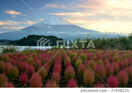 Mt. Fuji and Kochia in the fall Mt. Fuji and Kochia in the fall 72436223