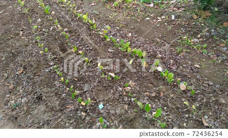 Nabana seedlings planted in many fields Nabana seedlings planted in many fields 72436254