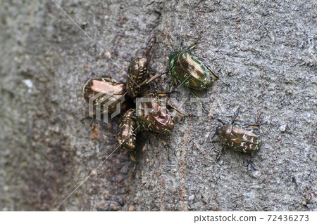 Hanamuri的朋友們聚集在一起吮吸汁液 72436273