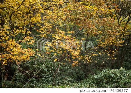 Autumn leaves in the Aoyama Highlands Autumn leaves in the Aoyama Highlands 72436277