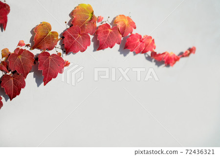 Leaves that stretch the runner and dye red 72436321
