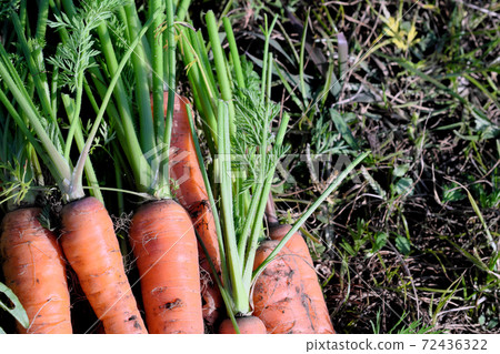 Lots of delicious carrots harvested 72436322