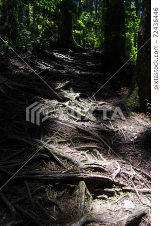 forest forest 72436446
