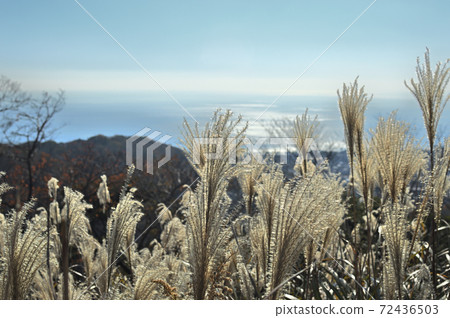 Shonandaira pampas grass 72436503