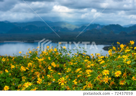 sunflower field sunflower field 72437059