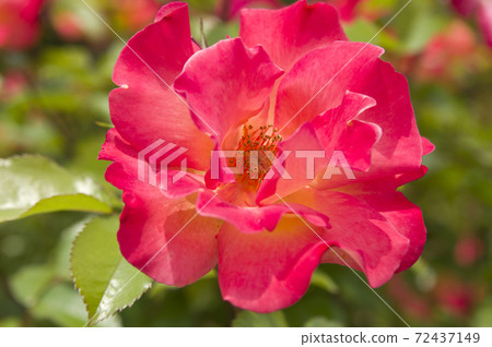 玫瑰園裡盛開著紅色和黃色的玫瑰花朵。這朵玫瑰的名字叫花花公子。 玫瑰園裡盛開著紅色和黃色的玫瑰花朵。這朵玫瑰的名字叫花花公子。 72437149