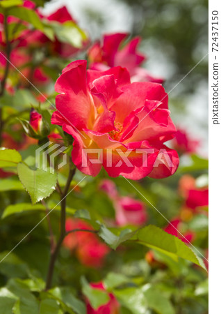 玫瑰園裡盛開著紅色和黃色的玫瑰花朵。這朵玫瑰的名字叫花花公子。 72437150