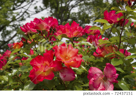 玫瑰園裡盛開著紅色和黃色的玫瑰花朵。這朵玫瑰的名字叫花花公子。 玫瑰園裡盛開著紅色和黃色的玫瑰花朵。這朵玫瑰的名字叫花花公子。 72437151