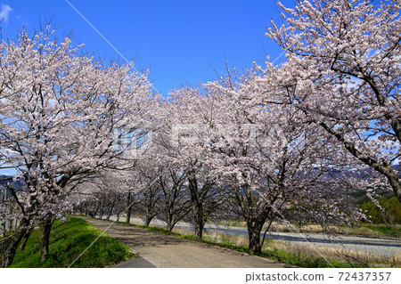 Sakura Takatoki River Shiga Prefecture Sakura Takatoki River Shiga Prefecture 72437357