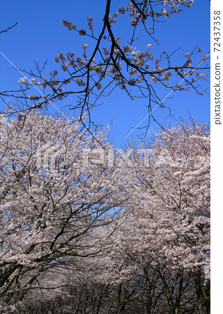 Sakura Takatoki River Shiga Prefecture Sakura Takatoki River Shiga Prefecture 72437358