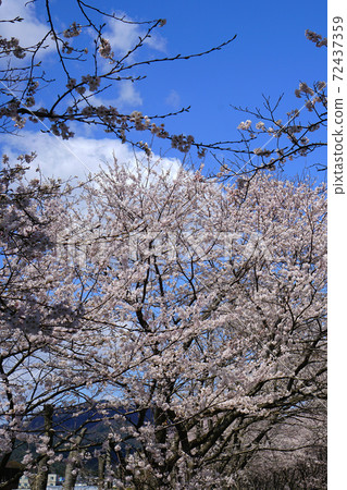 Sakura Takatoki River Shiga Prefecture Sakura Takatoki River Shiga Prefecture 72437359