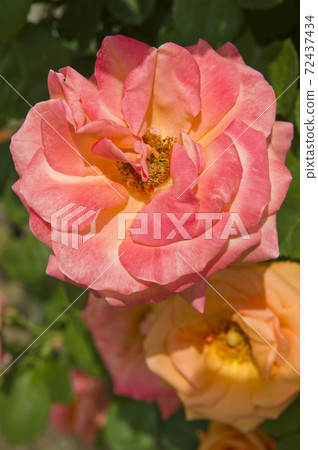 Pink roses are in bloom in the rose garden. The name of this rose is looping. 72437434