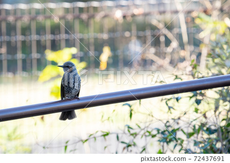 Bulbul staying on the railing in the park 72437691