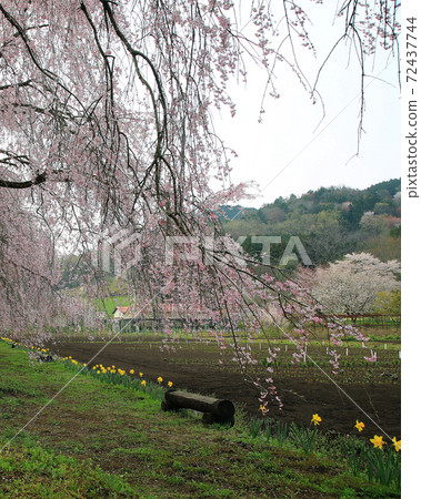 Sakura Yakuno Kyoto Prefecture 72437744