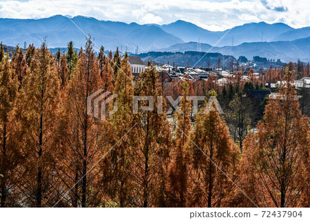 Yellow leaves of Metasequoia trees in Kanazawa 72437904