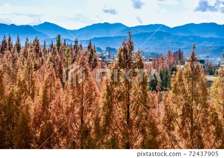 Yellow leaves of Metasequoia trees in Kanazawa 72437905