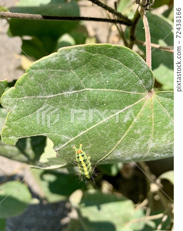 The caterpillars are on the leaves The caterpillars are on the leaves 72438166