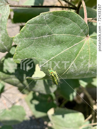 The caterpillars are on the leaves The caterpillars are on the leaves 72438167