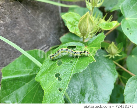 The caterpillars are on the leaves The caterpillars are on the leaves 72438175