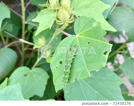 The caterpillars are on the leaves The caterpillars are on the leaves 72438176