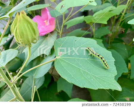 The caterpillars are on the leaves The caterpillars are on the leaves 72438199