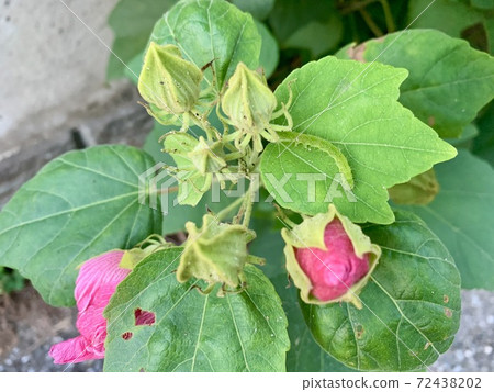 The caterpillars are on the leaves The caterpillars are on the leaves 72438202