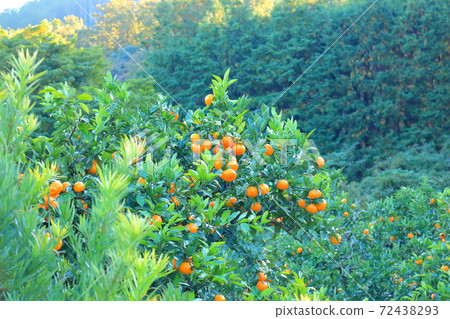 Mandarin orchard 72438293