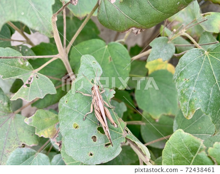 The brown locust on the leaf The brown locust on the leaf 72438461