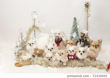 Christmas image group photo of dogs 72438491