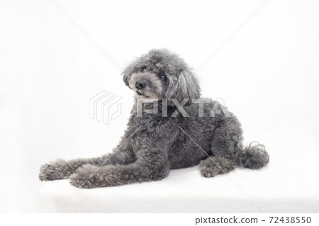 Sit down toy poodle Sit down toy poodle 72438550
