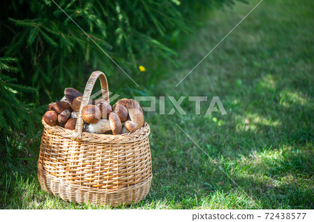 Basket with chic porcini mushrooms on a natural forest background, space for text Basket with chic porcini mushrooms on a natural forest background, space for text 72438577