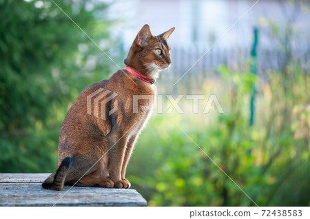 Portrait of a very beautiful Abyssinian cat in nature. Space for text Portrait of a very beautiful Abyssinian cat in nature. Space for text 72438583