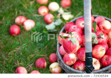 Juicy red apples in a basket and on the grass on a beautiful natural garden background. Space for text. Apple harvest theme, top view Juicy red apples in a basket and on the grass on a beautiful natural garden background. Space for text. Apple harvest theme, top view 72438584