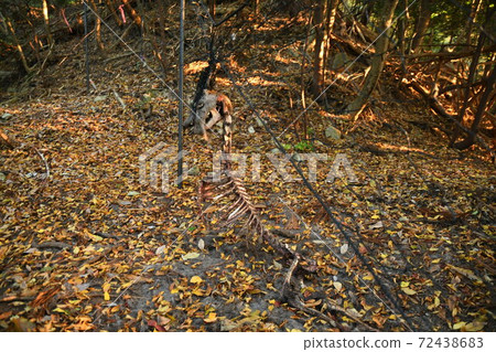 Deer carcass Deer carcass 72438683