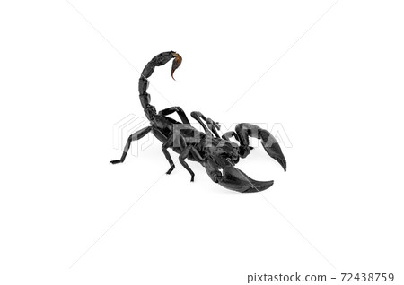scorpion isolated 72438759