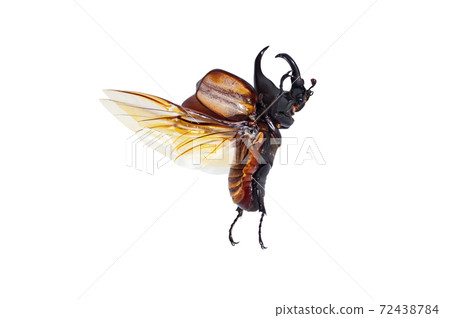 Rhinoceros beetle Rhinoceros beetle 72438784