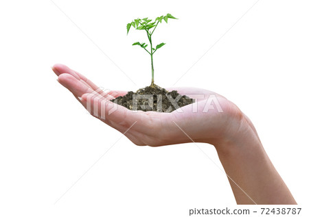plant in the hand plant in the hand 72438787