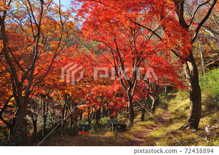 神奈川縣厚木市飯山白山森林公園桃美寺景點桃美寺森林的秋葉 照片素材 圖片 圖庫