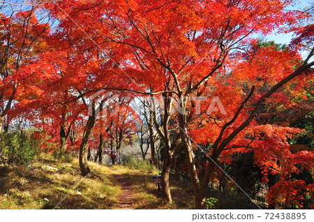 神奈川縣厚木市飯山白山森林公園桃美寺景點桃美寺森林的秋葉 照片素材 圖片 圖庫