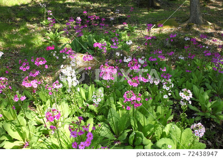 Mineyama高原的Krinso Mineyama高原的Krinso 72438947