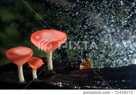 Orange mushroom Orange mushroom 72439273