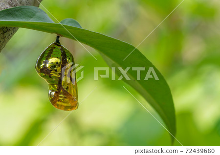 Chrysalis Butterfly 72439680