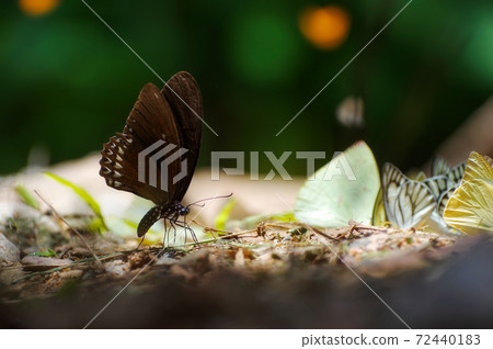 Black butterfly 72440183