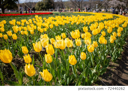 Tulip flower bed Tulip flower bed 72440262