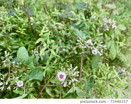 The flower of Skunk vine The flower of Skunk vine 72440357